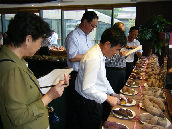 甘薯品鑒會(huì)